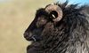 Kryptoboom: So vermeiden Sie die schwarzen Schafe beim ICO