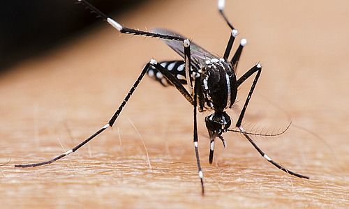 Malaria, Bild Shutterstock