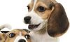 Ehemaliger UBS-Händler gab Finanzkarriere auf – für ein Hunde-Spa