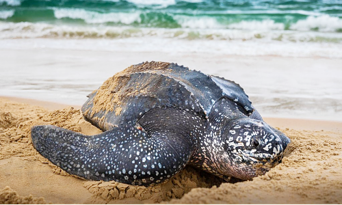 Meeres-Schildkröte an der Küste von Gabun (Bild: Wildaid.org)