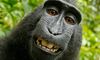 Ex-UBS-Trader: «Ein Affe und ein halber Schimpanse»