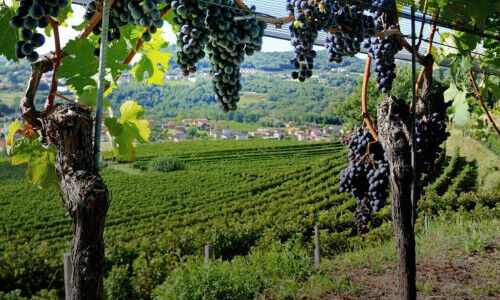 Merlot del Ticino ed altri vitigni (immagine: Ticino Turismo)