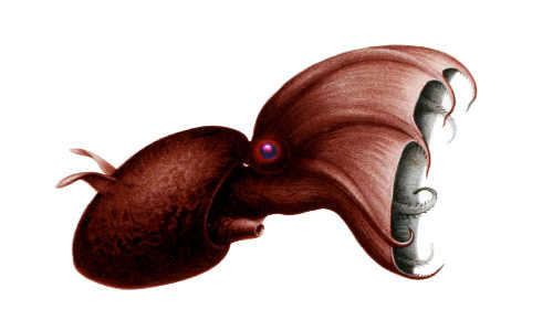 Der Vampire Squid oder Vampirkalmar (Bild: Wikimedia Commons)