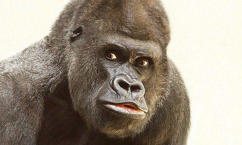 Gorilla (Bild: Pixabay)