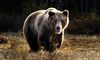 SIX: Jos Dijsselhof und das spanische Bärenfell