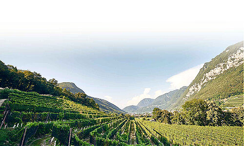 cantina vini svizzera cantina vini castello di cantone 1 1