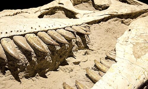 Fossil, Bild Shutterstock