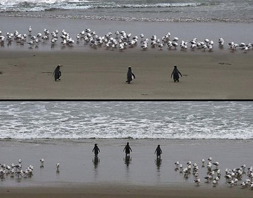 Pinguine