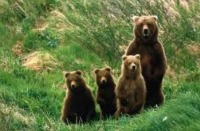 bearish