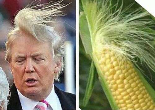 Donald Trump 502