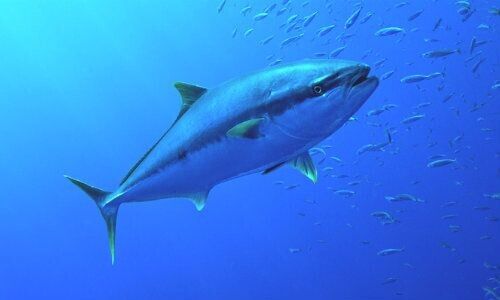 Tuna 500