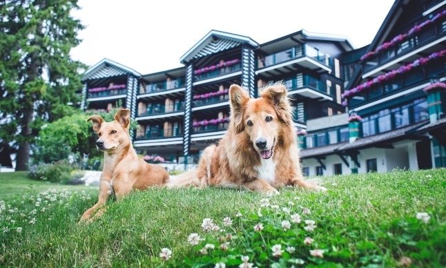 zwei süsse hündchen stephan elsler
